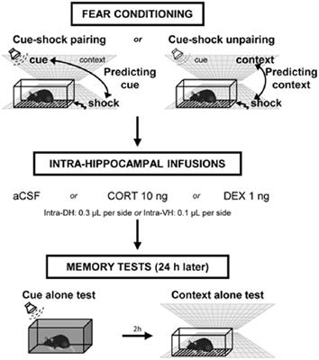 False Opposing Fear Memories Are Produced as a Function of the Hippocampal Sector Where Glucocorticoid Receptors Are Activated